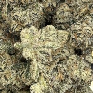 THCa Flower - Orange Bellini